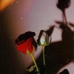 Rose DP Ideas for Your Social Media Profile